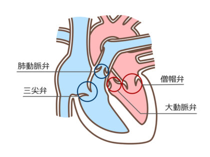 心臓弁