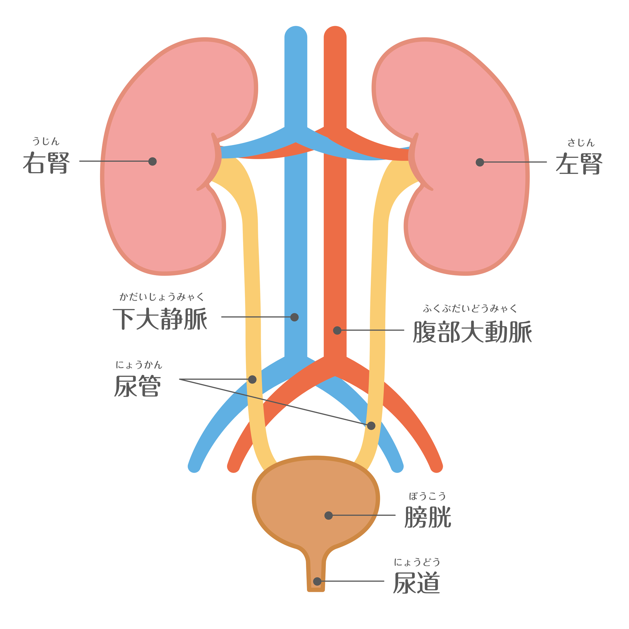 腎臓